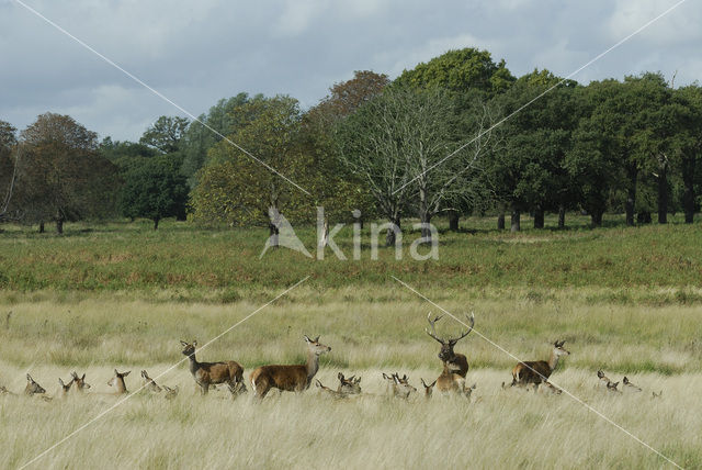 Edelhert (Cervus elaphus)