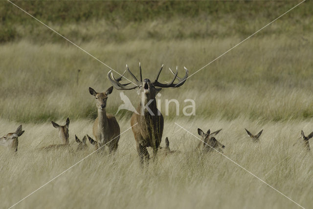 Edelhert (Cervus elaphus)