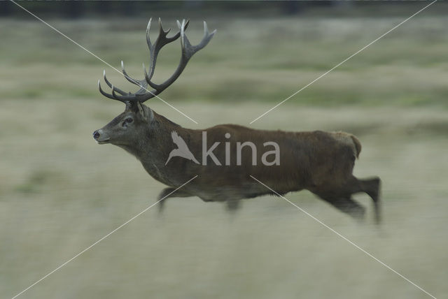 Edelhert (Cervus elaphus)