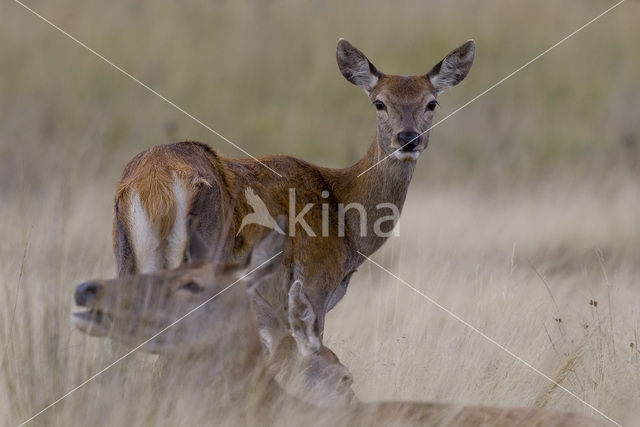 Edelhert (Cervus elaphus)