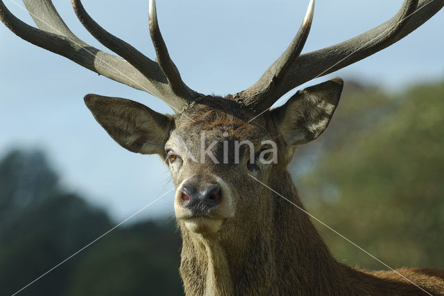 Edelhert (Cervus elaphus)