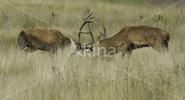 Edelhert (Cervus elaphus)