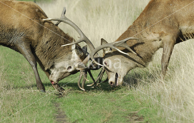 Edelhert (Cervus elaphus)