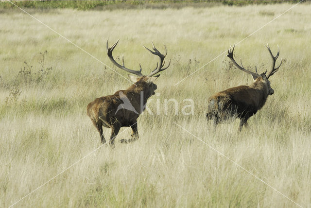 Edelhert (Cervus elaphus)