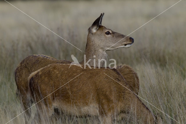 Edelhert (Cervus elaphus)