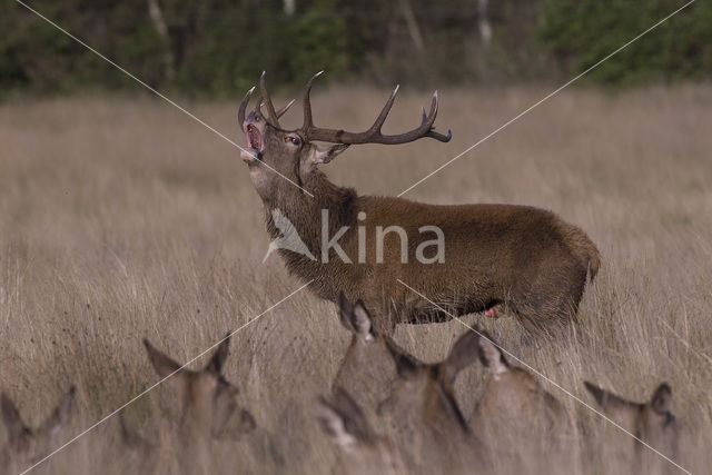 Edelhert (Cervus elaphus)