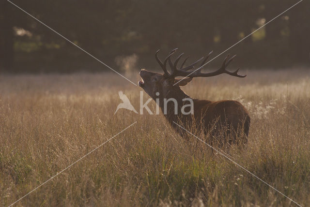 Edelhert (Cervus elaphus)