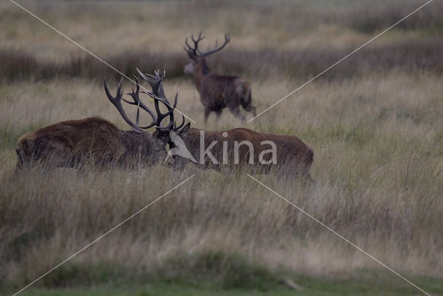 Edelhert (Cervus elaphus)