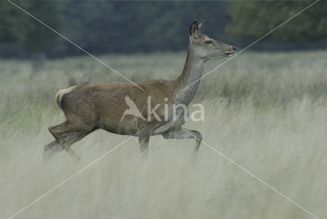 Edelhert (Cervus elaphus)