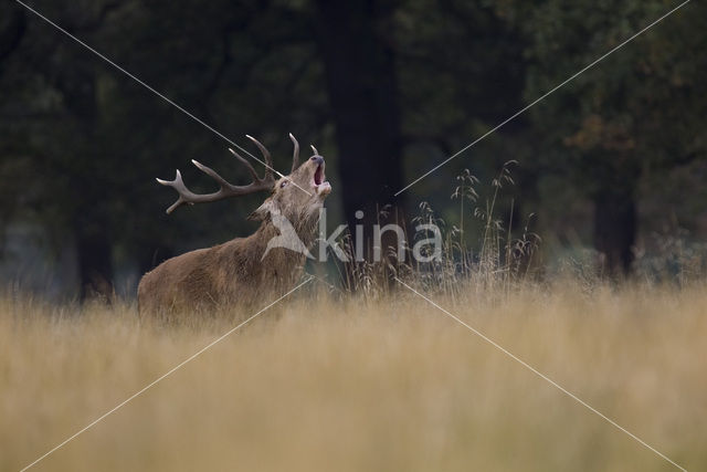 Edelhert (Cervus elaphus)