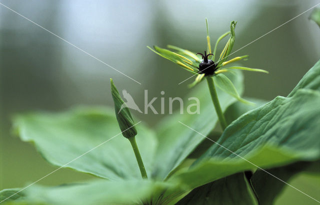 Eenbes (Paris quadrifolia)