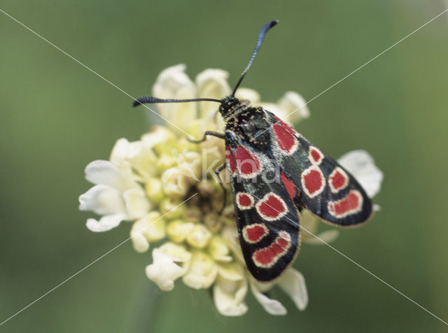 Esparcette zygaena (Zygaena carniolica)