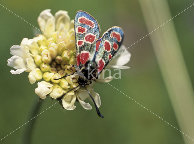 Esparcette zygaena (Zygaena carniolica)