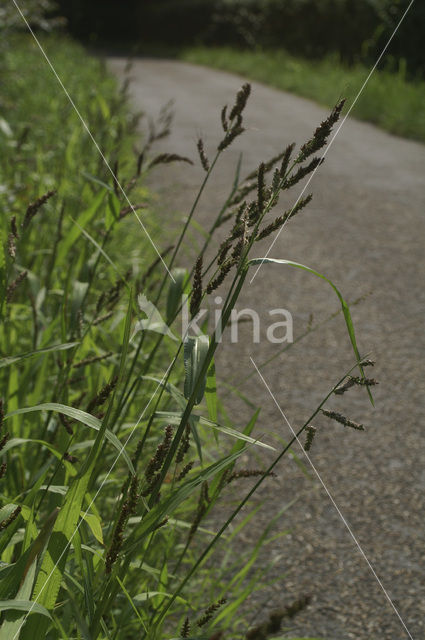 Europese hanenpoot (Echinochloa crus-galli)