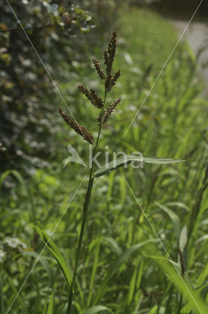 Europese hanenpoot (Echinochloa crus-galli)