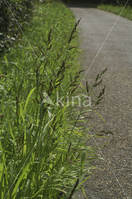 Europese hanenpoot (Echinochloa crus-galli)