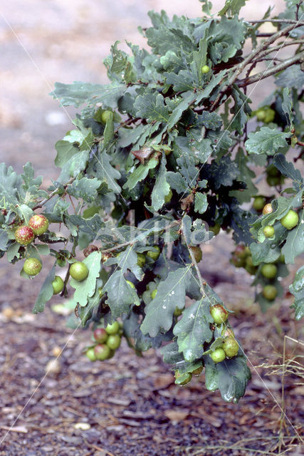 Cherry gall