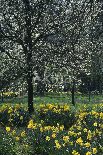 Garten Krautwig