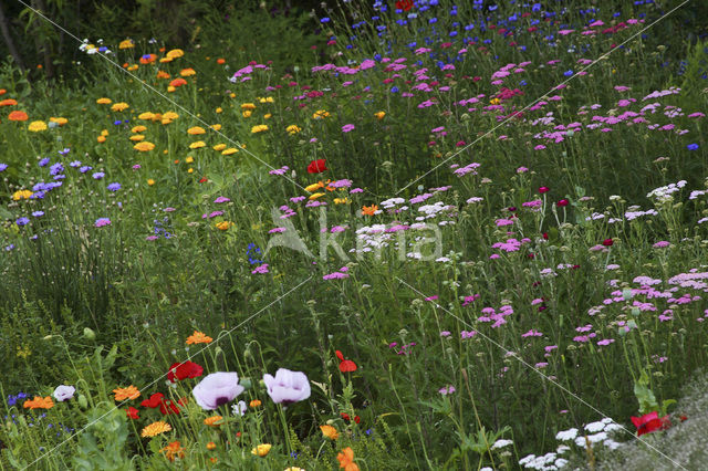 Garten Stenkamp