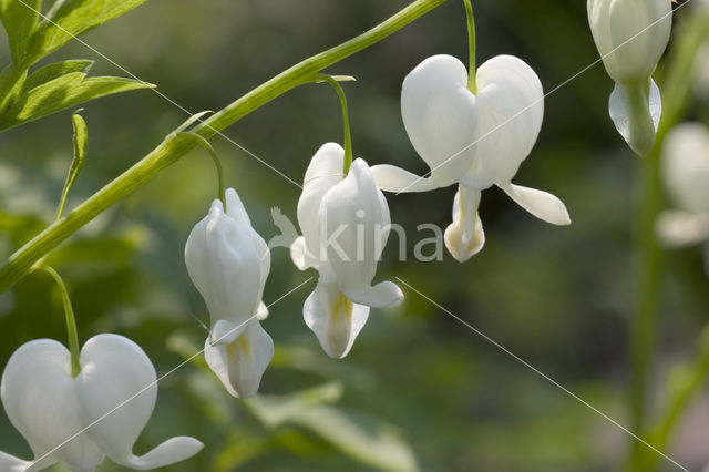 gebroken hartje (Dicentra spectabilis)