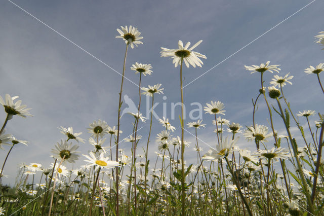 Gewone margriet (Leucanthemum vulgare)