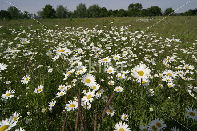 Gewone margriet (Leucanthemum vulgare)