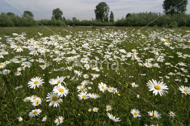 Gewone margriet (Leucanthemum vulgare)