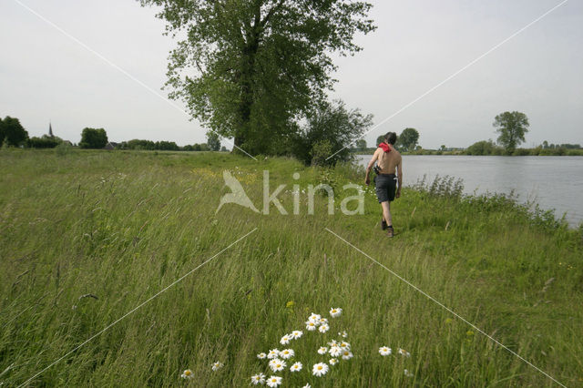 Gewone margriet (Leucanthemum vulgare)