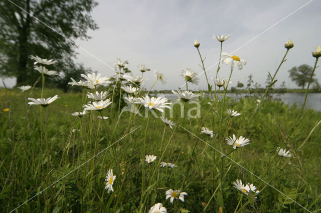 Gewone margriet (Leucanthemum vulgare)