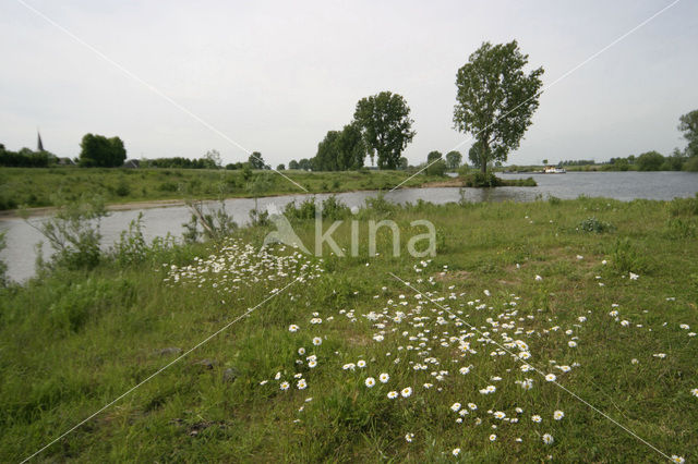 Gewone margriet (Leucanthemum vulgare)