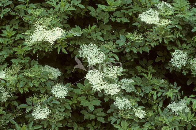 Gewone vlier (Sambucus nigra)