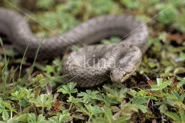 Gladde slang (Coronella austriaca)