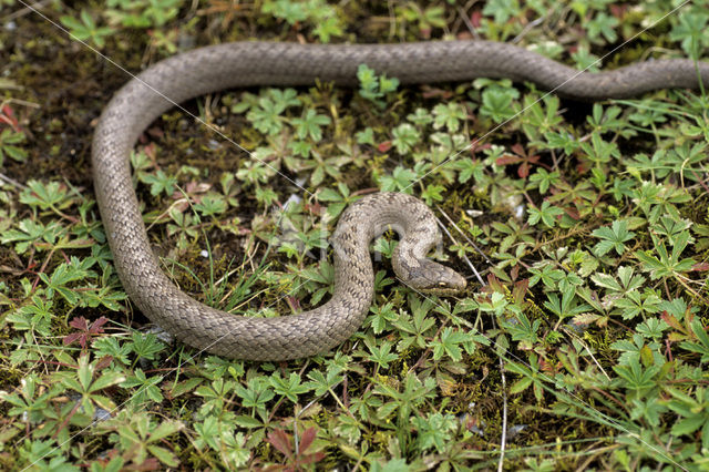 Gladde slang (Coronella austriaca)