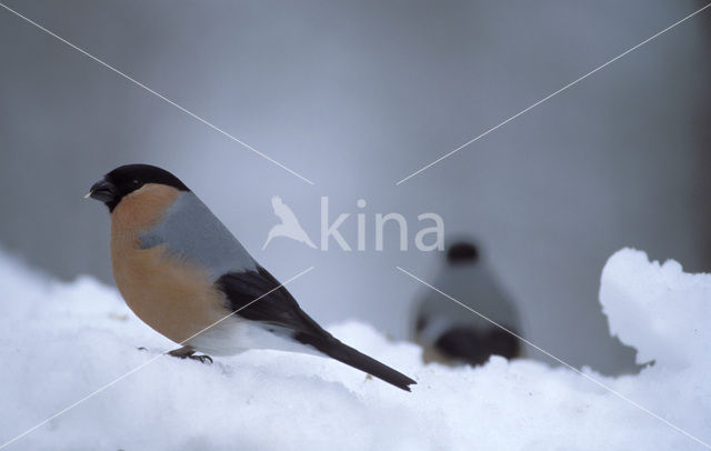 Eurasian Bullfinch (Pyrrhula pyrrhula)