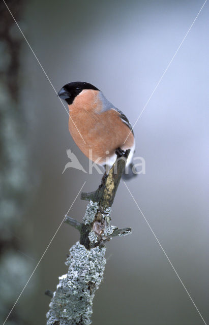 Eurasian Bullfinch (Pyrrhula pyrrhula)