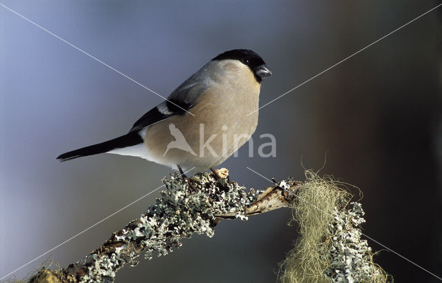 Eurasian Bullfinch (Pyrrhula pyrrhula)