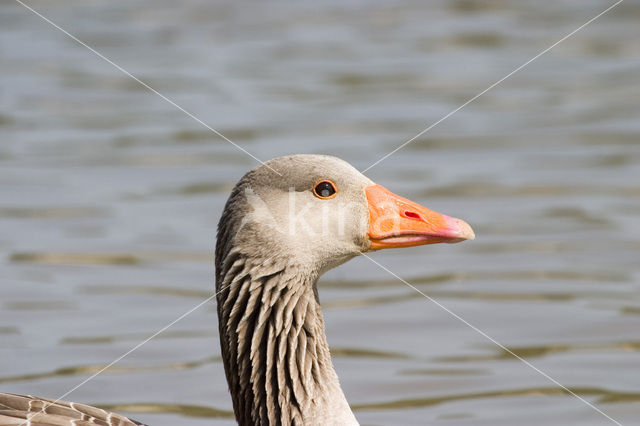 Grauwe Gans (Anser anser)