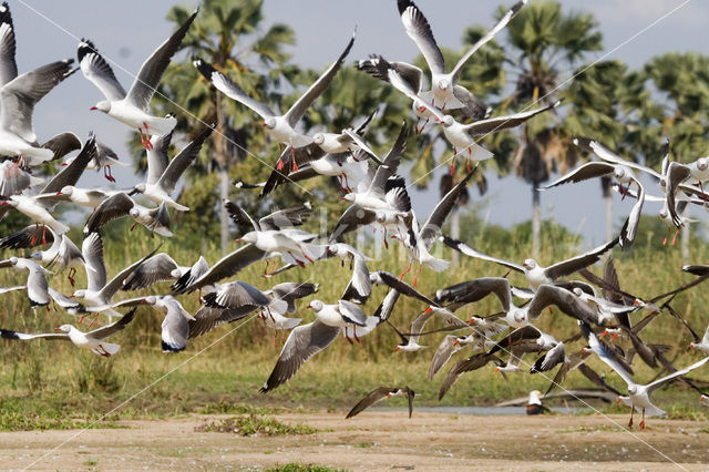 Grijskopmeeuw (Larus cirrocephalus)