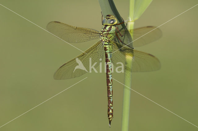 Groene glazenmaker (Aeshna viridis)