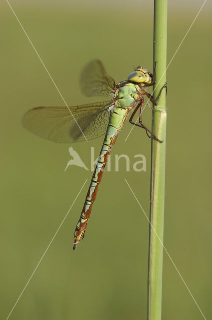 Groene glazenmaker (Aeshna viridis)