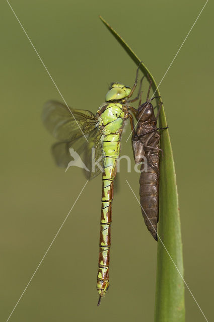 Groene glazenmaker (Aeshna viridis)