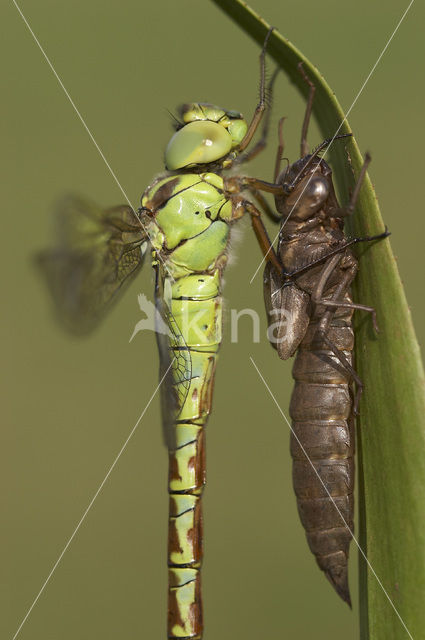 Groene glazenmaker (Aeshna viridis)