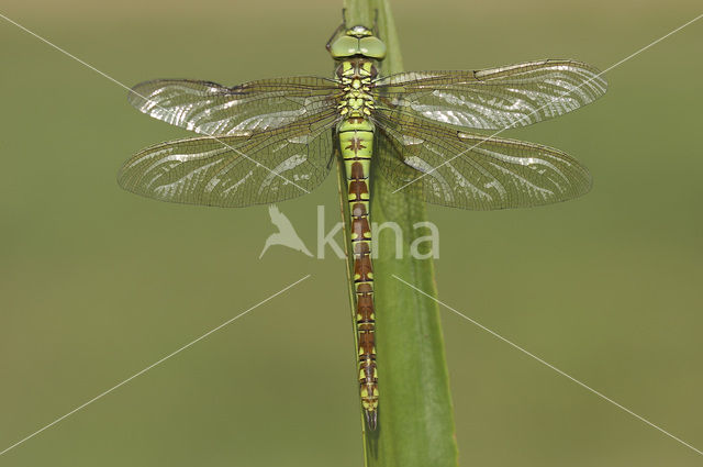 Groene glazenmaker (Aeshna viridis)