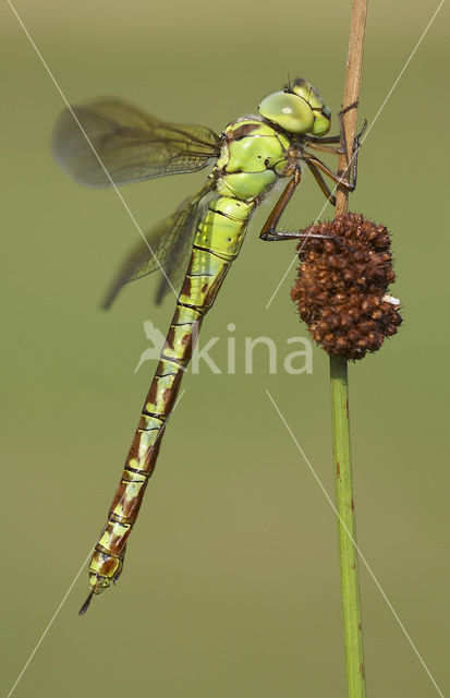 Groene glazenmaker (Aeshna viridis)