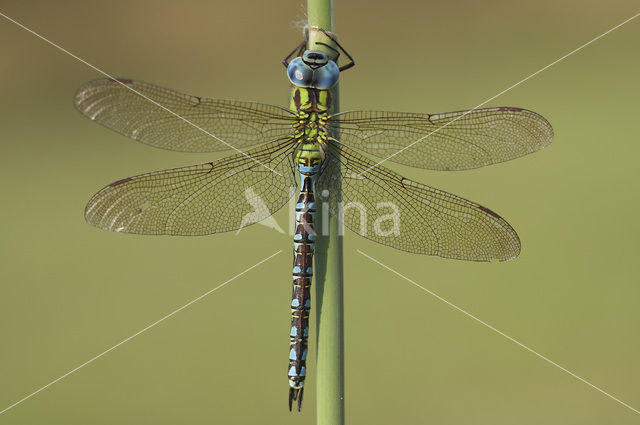 Groene glazenmaker (Aeshna viridis)