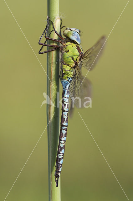 Groene glazenmaker (Aeshna viridis)