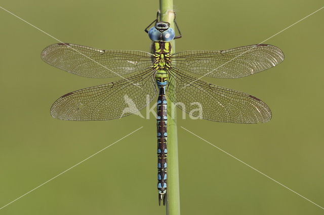 Groene glazenmaker (Aeshna viridis)