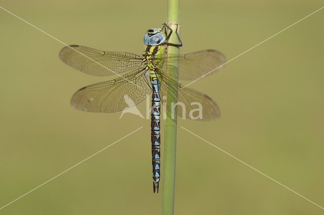 Groene glazenmaker (Aeshna viridis)