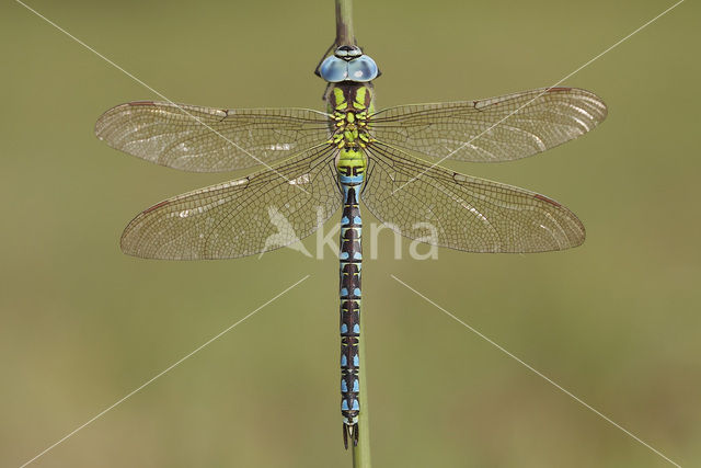 Groene glazenmaker (Aeshna viridis)