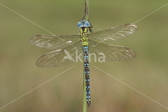 Groene glazenmaker (Aeshna viridis)